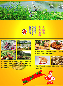 養(yǎng)雞單頁(yè)宣傳圖片