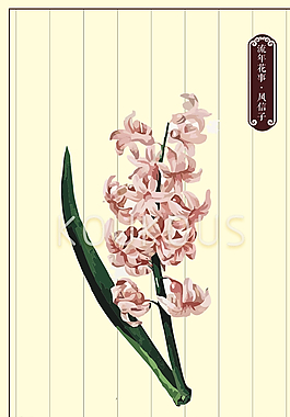 風信子花卉素材圖片