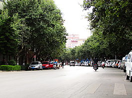 兩旁栽梧桐的馬路圖片