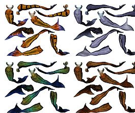 人魚(yú)尾巴圖片