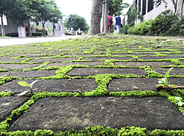 青苔小路圖片
