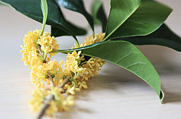 黃色桂花樹葉素材圖片
