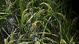 稻田實(shí)拍視頻素材