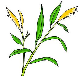 樹木古典插畫