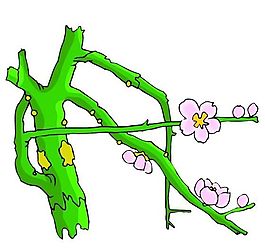 樹木古典插畫