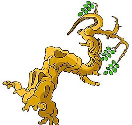 樹(shù)木古典插畫(huà)