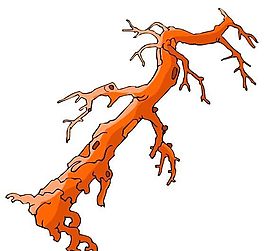 樹木古典插畫