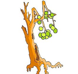 樹(shù)木古典插畫(huà)
