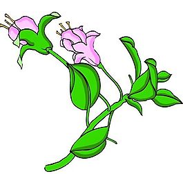 花卉古典插畫