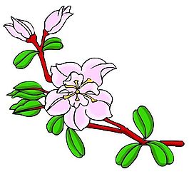 花卉古典插畫