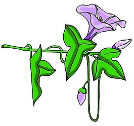 花卉古典插畫
