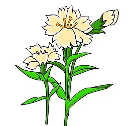 花卉古典插畫