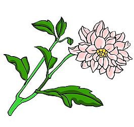 花卉古典插畫