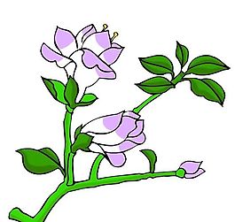 花卉古典插畫