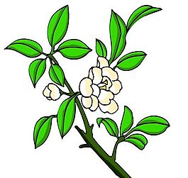 花卉古典插畫