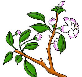 花卉古典插畫