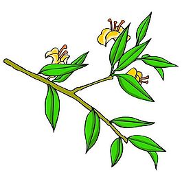 花卉古典插畫