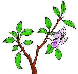 花卉古典插畫