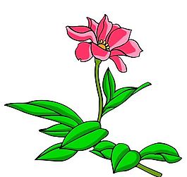 花卉古典插畫