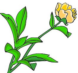 花卉古典插畫
