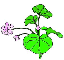 花卉古典插畫