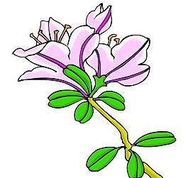 花卉古典插畫