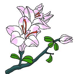 花卉古典插畫