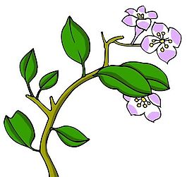 花卉古典插畫