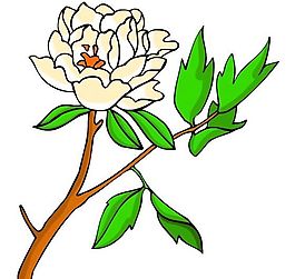 花卉古典插畫(huà)