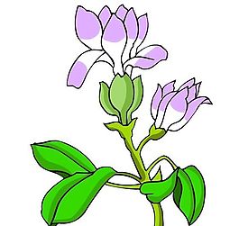 花卉古典插畫
