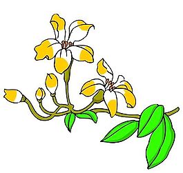 花卉古典插畫