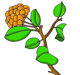 花卉古典插畫