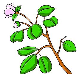 花卉古典插畫(huà)