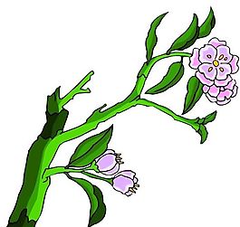 花卉古典插畫