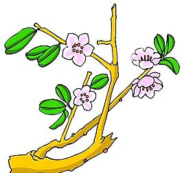 花卉古典插畫