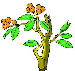 花卉古典插畫