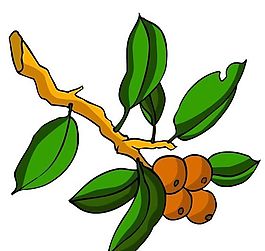 花卉古典插畫