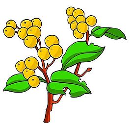 花卉古典插畫(huà)