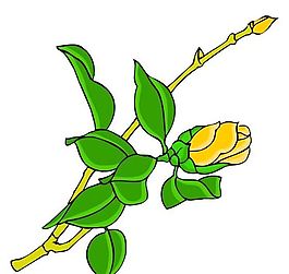 花卉古典插畫(huà)