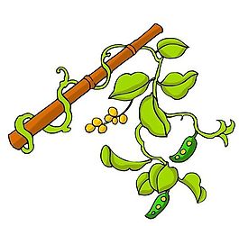 花卉古典插畫