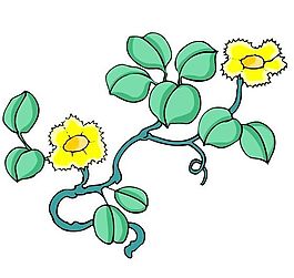 花卉古典插畫