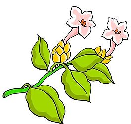花卉古典插畫