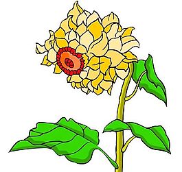 花卉古典插畫