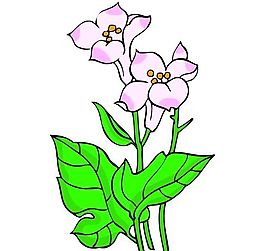 花卉古典插畫