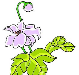 花卉古典插畫