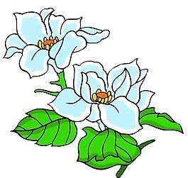 花卉古典插畫