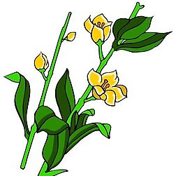 花卉古典插畫