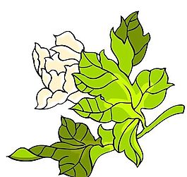 花卉古典插畫