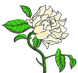 花卉古典插畫