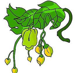 花卉古典插畫